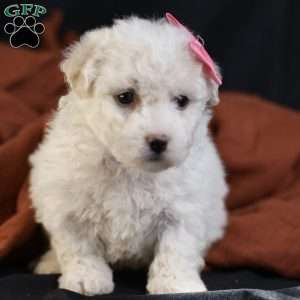 Brianna, Bichon Frise Puppy